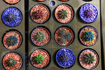 little  cactus  in mini flower pot