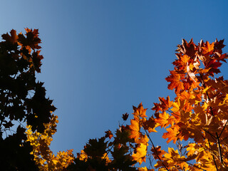 Bright maple leaves on a blue sky background, autumn background, copyspace. Maple symbol of Canada.