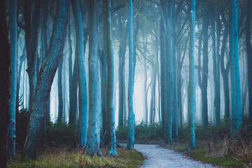 Wald im Nebel - Gespensterwald im Herbst