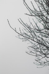 branches in a foggy day