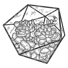 Succulent plant, glass florarium vase. Engraving vector illustration.