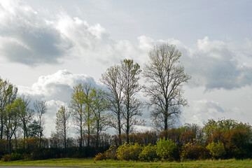 Autumn landscape. Beautiful trees and sky. October. Horizon. Beautiful view