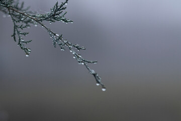 little drops on brabches