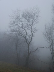 Baeume in dickem Nebel