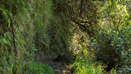 Path and stairs in the Jungle