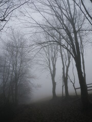 Baeume in dickem Nebel