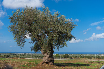 Olive trees by the sea in Puglia, Italy