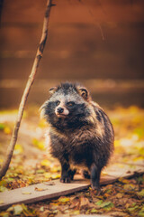 Raccoon dog in natural habitat, in the reserve, resting in summer