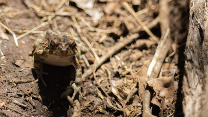 Frog in the jungle