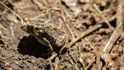 Frog in the jungle
