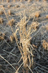 rice field in winter