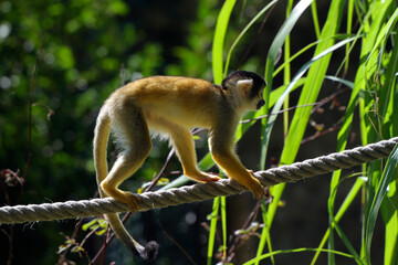 Totenkopfaffen oder Totenkopfäffchen (Saimiri) Primat klettert am Seil