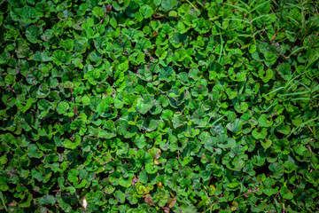 Obraz premium Fresh green leaves covered the land background. Little plants bed background.