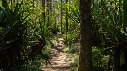 Fototapeta premium Path in the jungle of Reunion Island