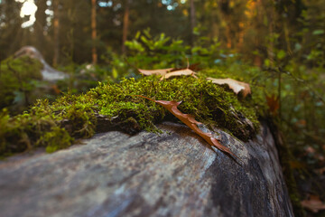 Mossy log or moss on a tree with dried fallen leaves in autumn or fall with sunrays coming through from a blurry forest background
