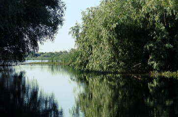 Sauces en la entrada a una laguna en el delta del Danubio. Paisaje de humedales de agua dulce en la...