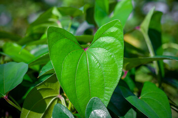 Natural Green leaves Background. Evergreen artistic natural views.