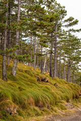 Fototapeta premium trees in the forest