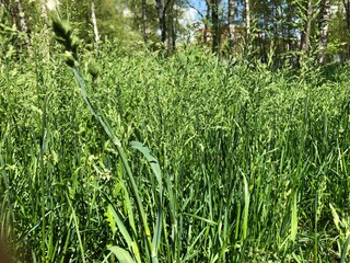 background with green fresh grass. Spring