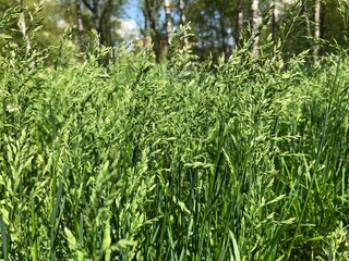 background with green fresh grass. Spring