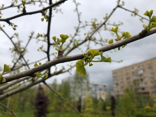 Early spring ginkgo biloba leaves, young green leaves began to grow on the branches. Ginkgo biloba, also known as ginkgo or as the maidenhair tree.