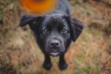 portrait of a black dog