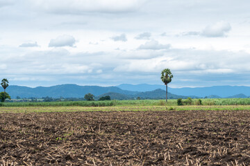 The lonely palm tree in cloudy day at Khao Kala, Nakhon Sawan.