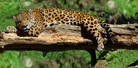 Naklejka na ściany i meble Jaguar (Panthera onca) Raubkatze ruht auf Baumstamm, Panorama