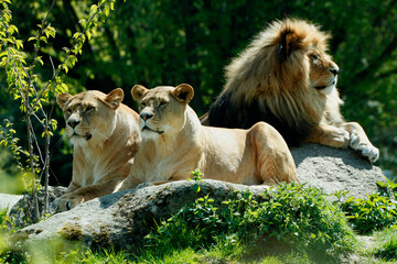 Löwe (Panthera leo) mit Weibchen auf Fels