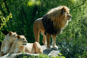 Löwe (Panthera leo) mit Weibchen auf Fels