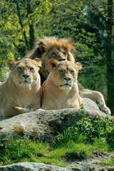 Löwe (Panthera leo) mit Weibchen auf Fels