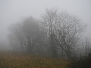 Obraz na płótnie Canvas Baeume in dickem Nebel