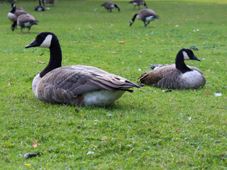 a group of goose
