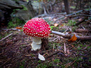 kleiner Fliegenpilz im Walde