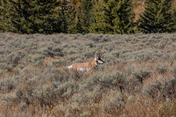Pronghorn Antelope Buck in Fall in Wyoming