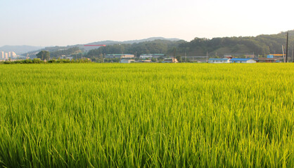 Green rice field with sunset