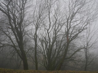 Baeume in dickem Nebel