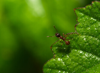 Ant on leaf in close up Tetamorium Caespitum