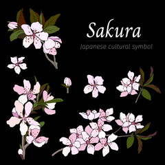Pink sakura flowers on a black background. Branch with pink almond and cherry blossoms.