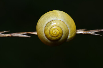 white lipped snail shell on grass