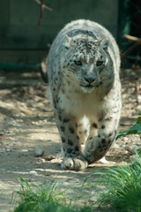 Schneeleopard, Irbis oder Unze (Panthera uncia) Großkatze, Raubtier