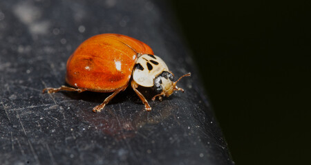 close up of ladybird in macro