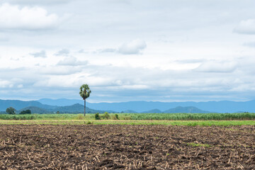 The lonely palm tree in cloudy day at Khao Kala, Nakhon Sawan.