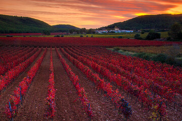 Autumn vineyard