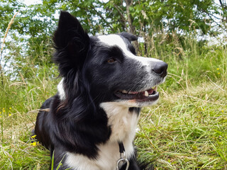 Border collie in montagna, animali e paesaggi in Italia