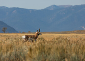 Pronghorn Antelope Buck in Grand Teton National Park Wyoming in Autumn
