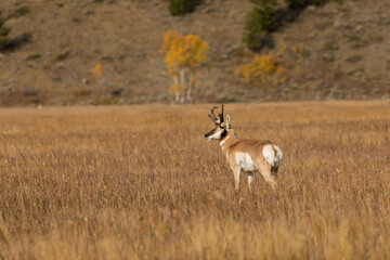 Naklejka na ściany i meble Pronghorn Antelope Buck in Grand Teton National Park Wyoming in Autumn