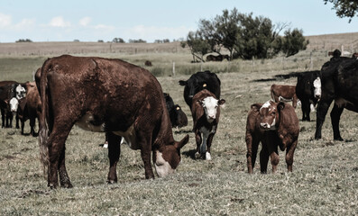 Agricultural production in the Pampas Humeda, Buenos Aires province, Argentina