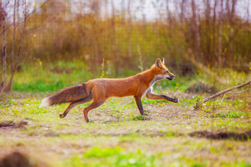 Fototapeta premium Young fox in the reserve, safe, enjoying life surrounded by nature, running and resting