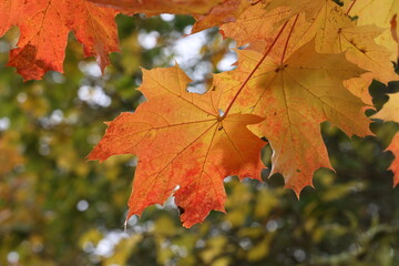 Naklejka na ściany i meble Bright maple leaves on a tree in autumn